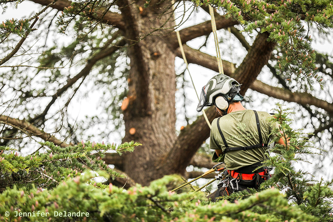 Nos arboristes au service de vos arbres