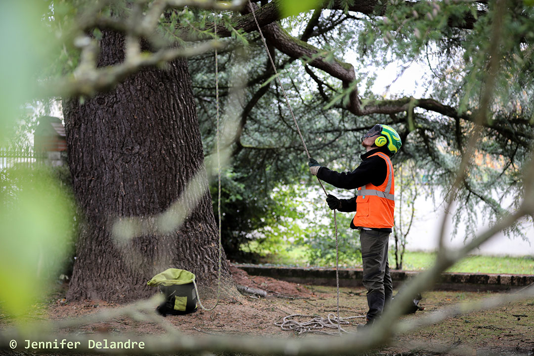 Nos arboristes au service de vos arbres