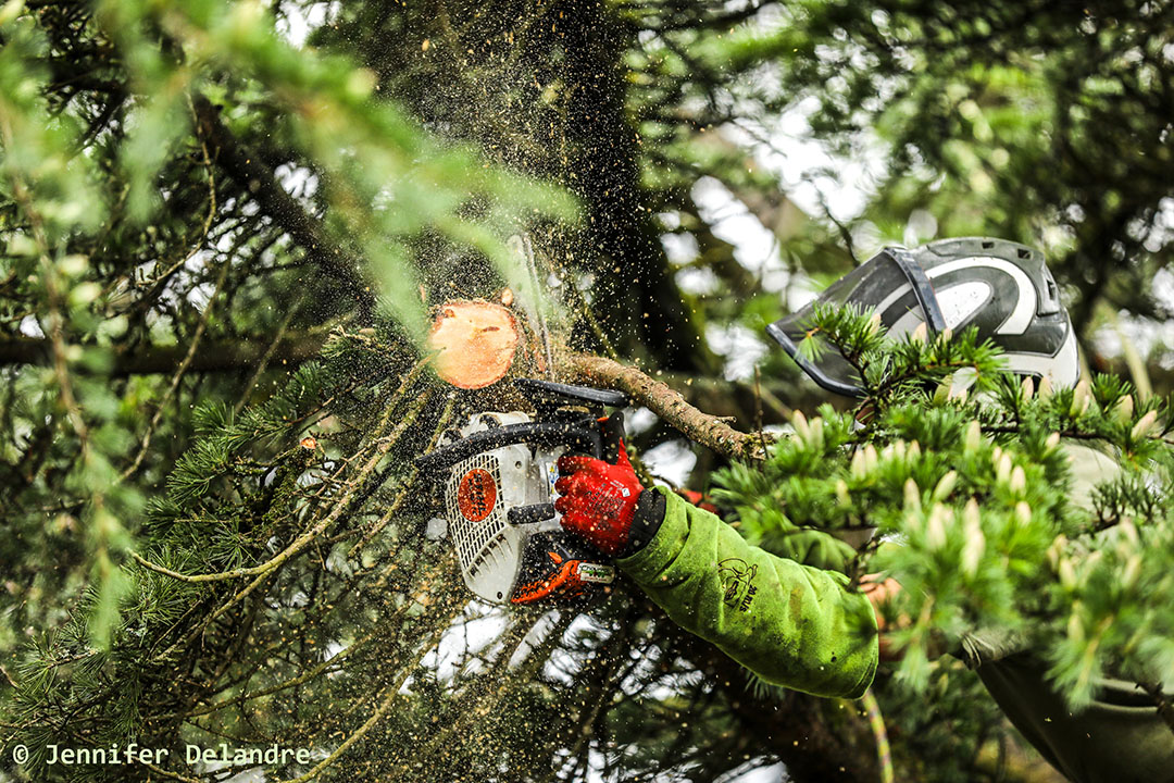 Nos arboristes au service de vos arbres
