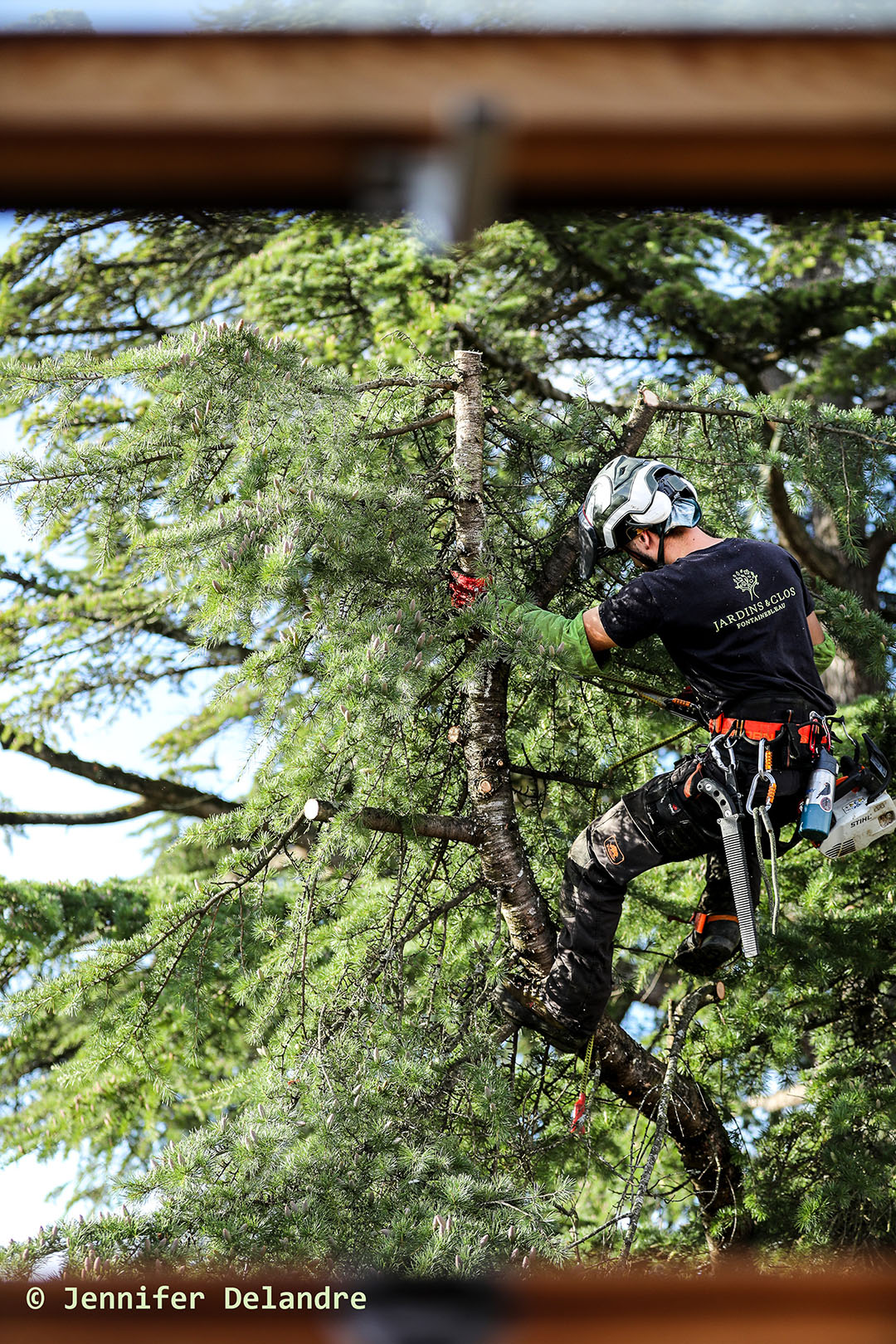 Nos arboristes au service de vos arbres